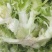 万亩儿菜基地菜大量有货价格便宜保质量