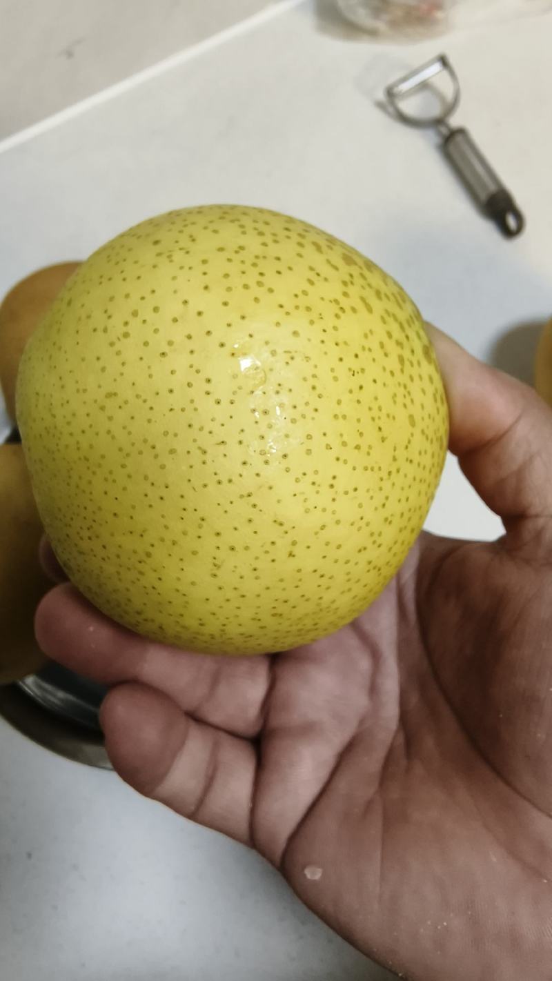 【百年赵州雪花梨】全国有名基地直发货量大欢迎大家来选购