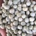 进口绿豌豆加拿大青豆青豌豆