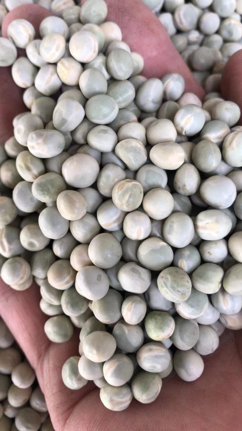 进口绿豌豆加拿大青豆青豌豆