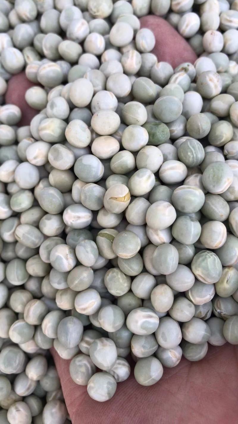 进口绿豌豆加拿大青豆青豌豆