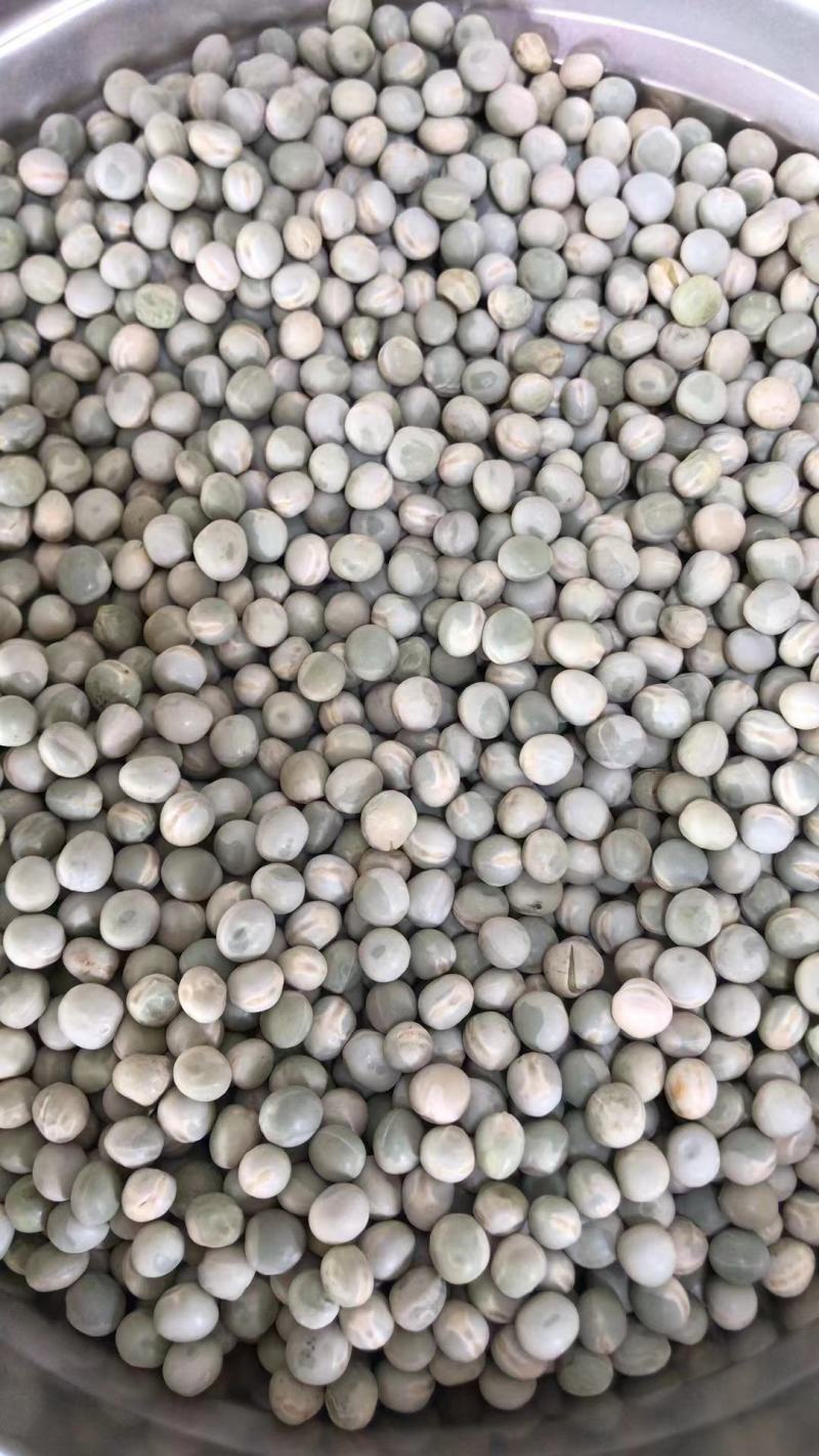 进口绿豌豆加拿大青豆青豌豆