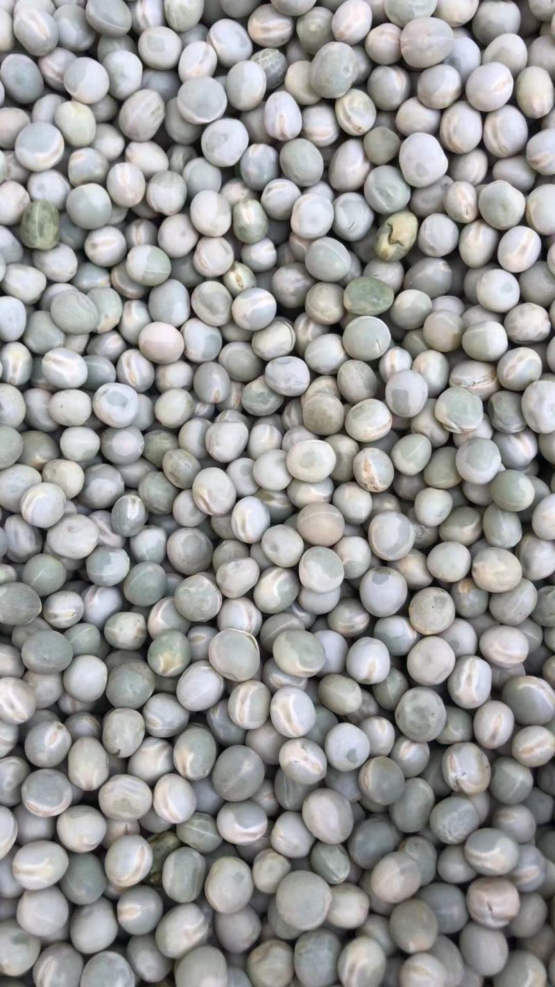 进口绿豌豆加拿大青豆青豌豆