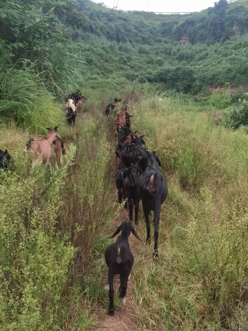 正宗本地黑山羊，山散养春吃草的，都是草标