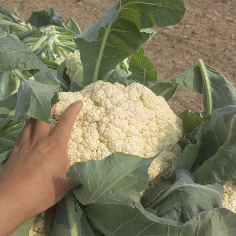 白花花菜松花菜商丘产地发货量大从优电联考察价格优