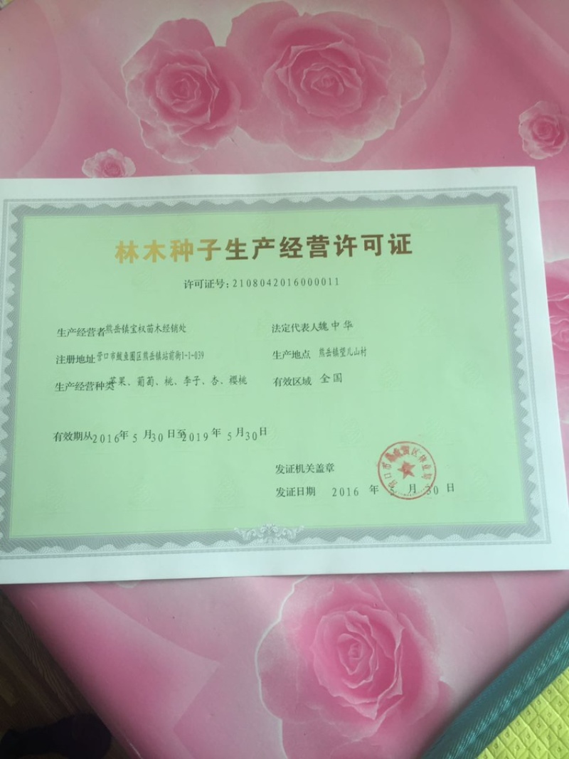 辽宁鸡心果树苗/鸡心果树苗供应保质保真保成活