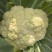 白花花菜松花菜商丘产地发货量大从优电联考察价格优