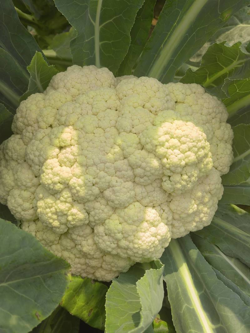白花花菜松花菜商丘产地发货量大从优电联考察价格优