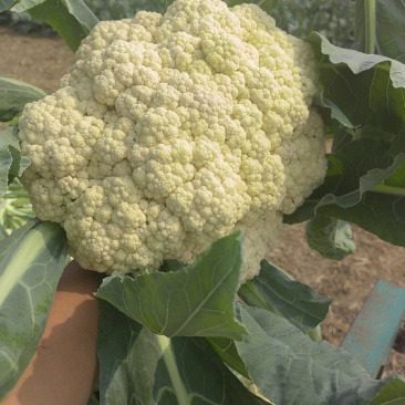 白花花菜松花菜商丘产地发货量大从优电联考察价格优