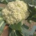 白花花菜松花菜商丘产地发货量大从优电联考察价格优