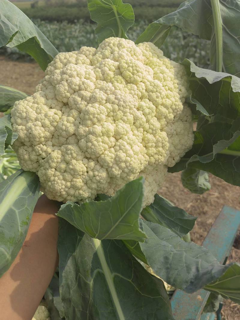 白花花菜松花菜商丘产地发货量大从优电联考察价格优
