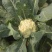 白花花菜松花菜商丘产地发货量大从优电联考察价格优