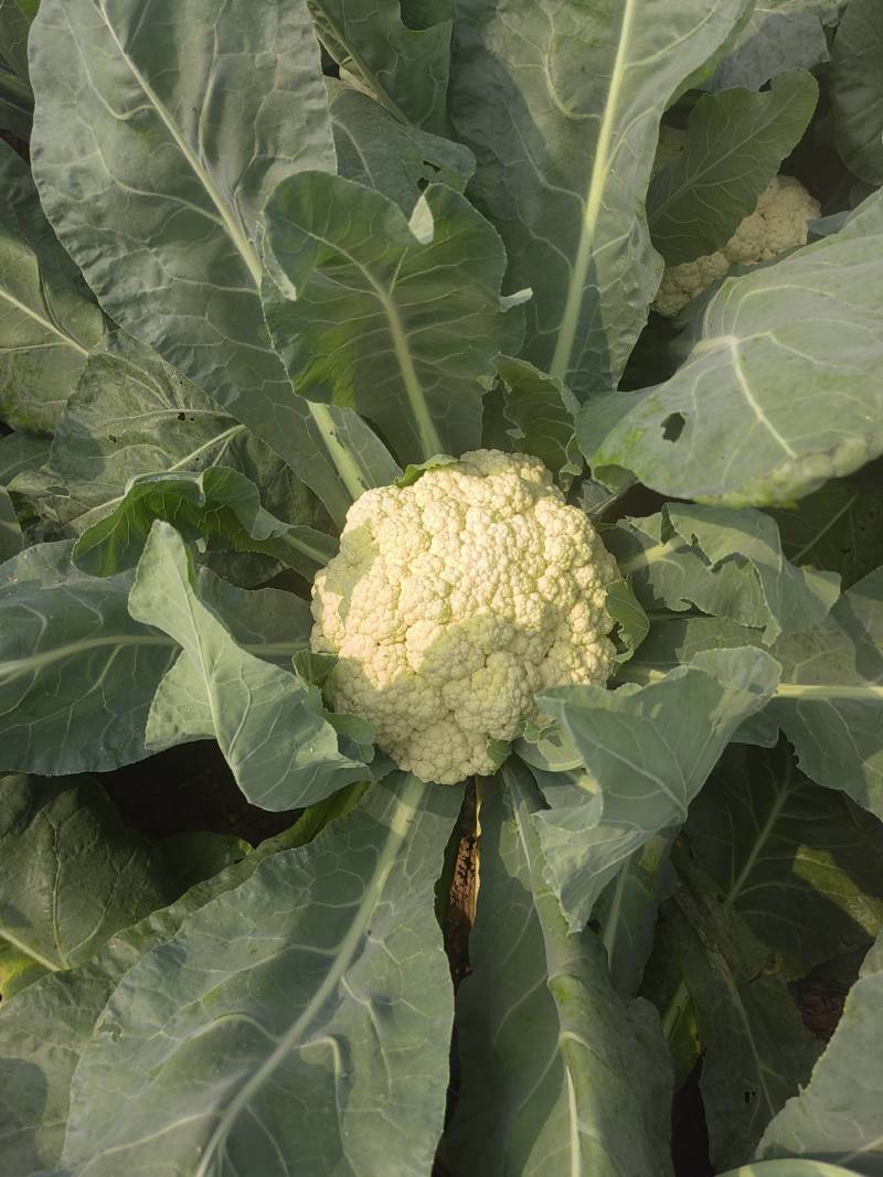白花花菜松花菜商丘产地发货量大从优电联考察价格优