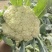 白花花菜松花菜商丘产地发货量大从优电联考察价格优