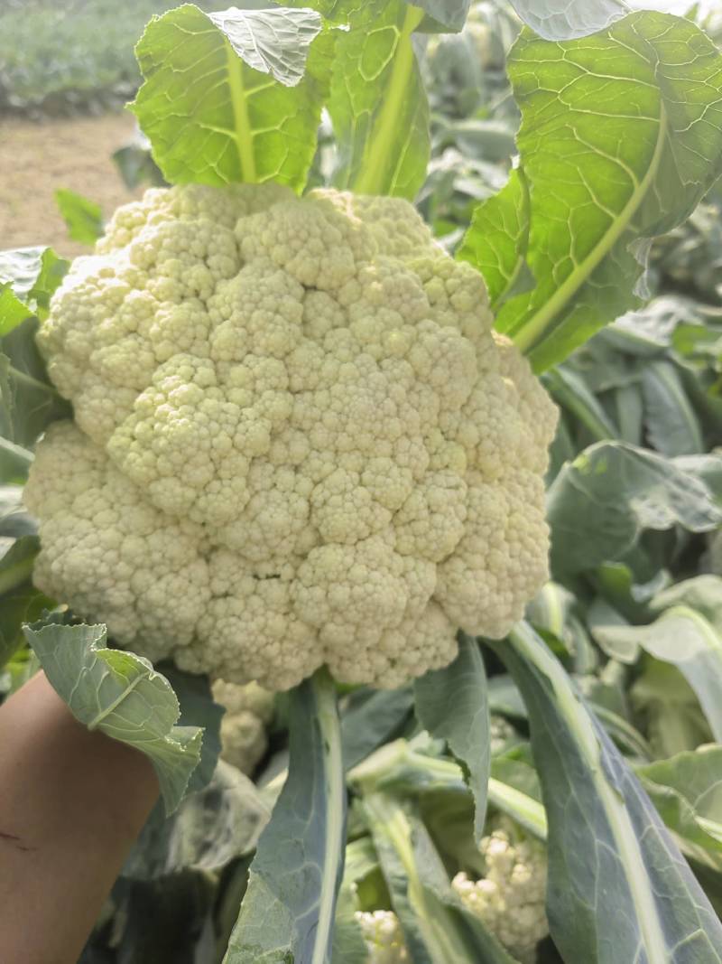 白花花菜松花菜商丘产地发货量大从优电联考察价格优