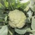 白花花菜松花菜商丘产地发货量大从优电联考察价格优