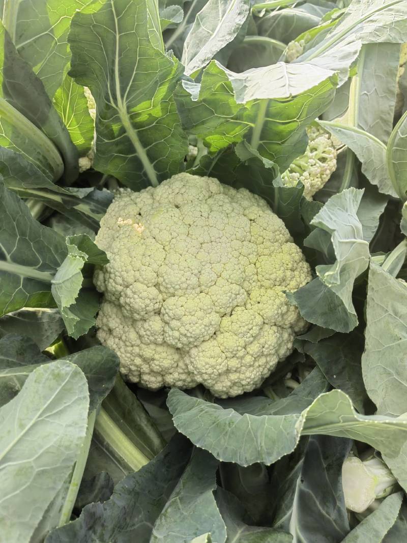 白花花菜松花菜商丘产地发货量大从优电联考察价格优