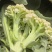 白花花菜松花菜商丘产地发货量大从优电联考察价格优