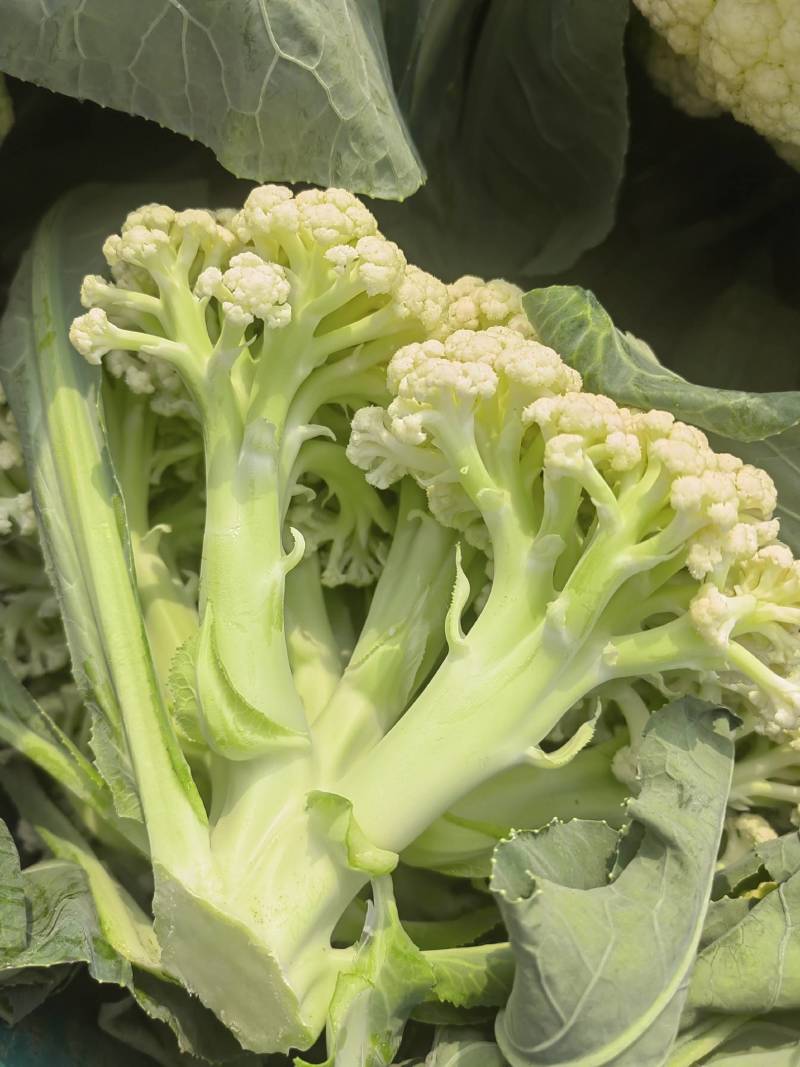 白花花菜松花菜商丘产地发货量大从优电联考察价格优