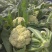 白花花菜松花菜商丘产地发货量大从优电联考察价格优