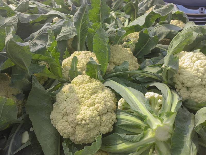 白花花菜松花菜商丘产地发货量大从优电联考察价格优