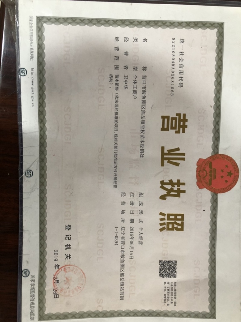 辽宁俄罗斯8号樱桃苗/供应樱桃苗保质保真保成活