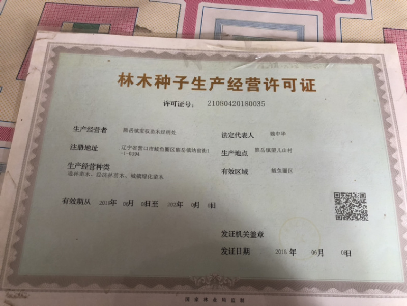 辽宁俄罗斯8号樱桃苗/供应樱桃苗保质保真保成活