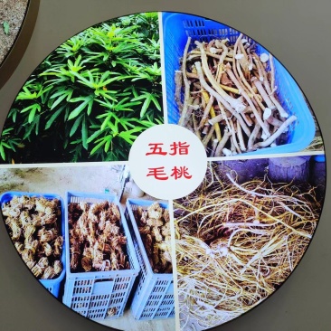 【五指毛桃种苗】煲汤良品营养药材大型育苗基地带土出售