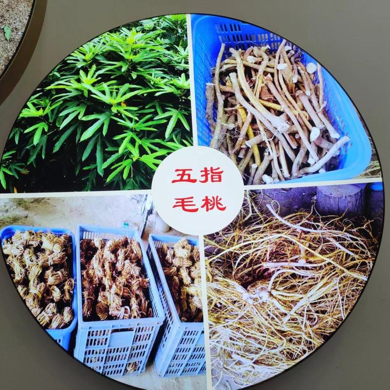 【五指毛桃种苗】煲汤良品营养药材大型育苗基地带土出售