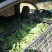 【五指毛桃种苗】煲汤良品营养药材大型育苗基地带土出售