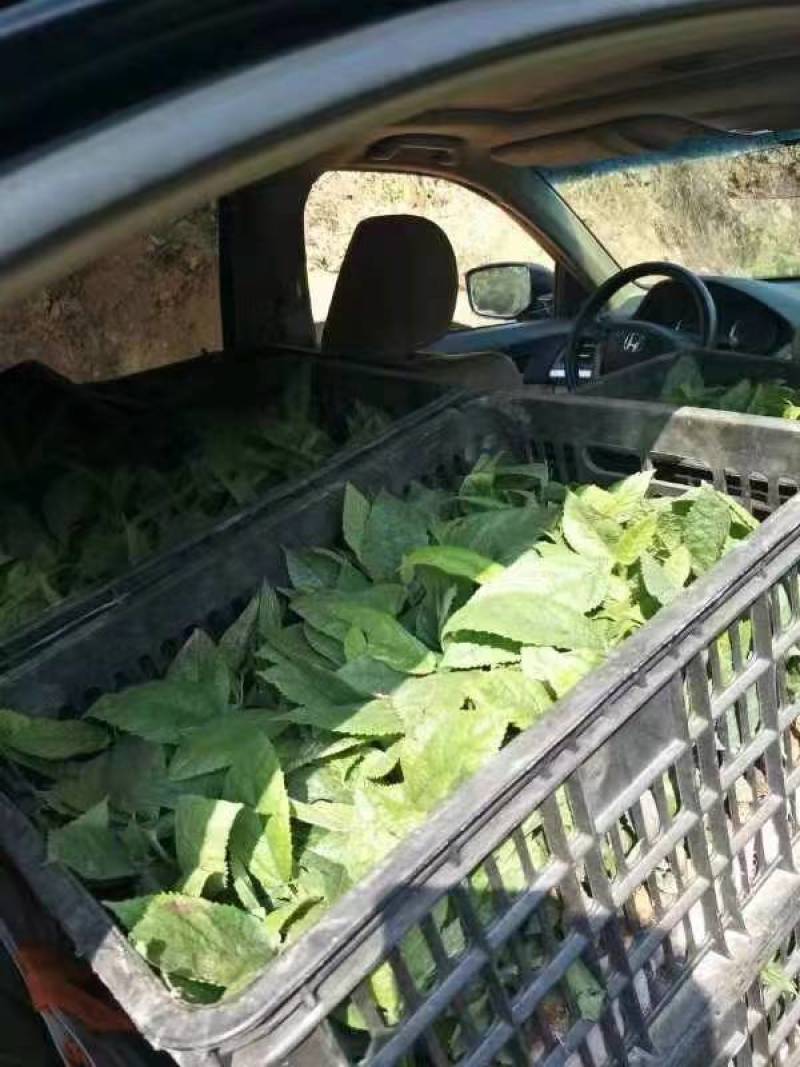 【五指毛桃种苗】煲汤良品营养药材大型育苗基地带土出售