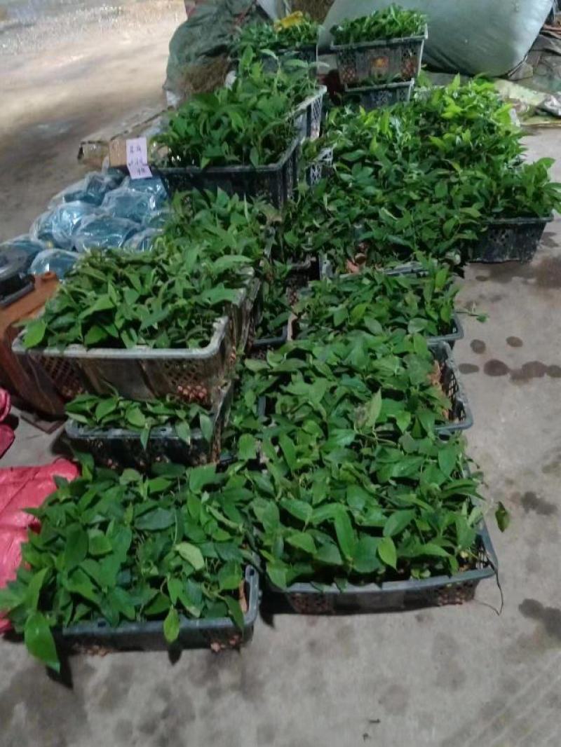 【五指毛桃种苗】煲汤良品营养药材大型育苗基地带土出售