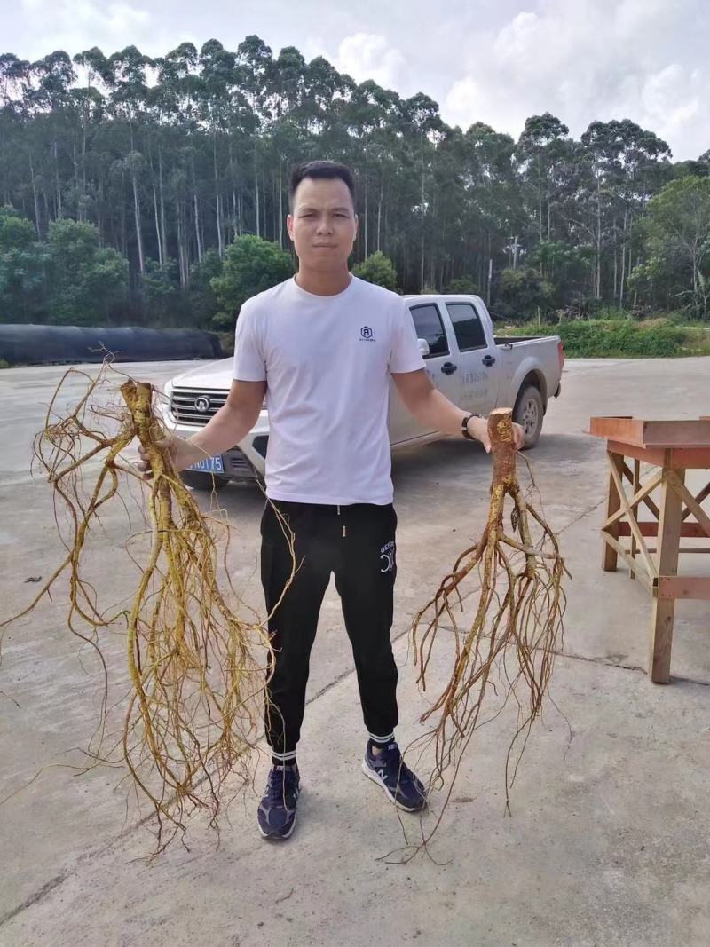 【五指毛桃种苗】煲汤良品营养药材大型育苗基地带土出售