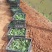 【五指毛桃种苗】煲汤良品营养药材大型育苗基地带土出售