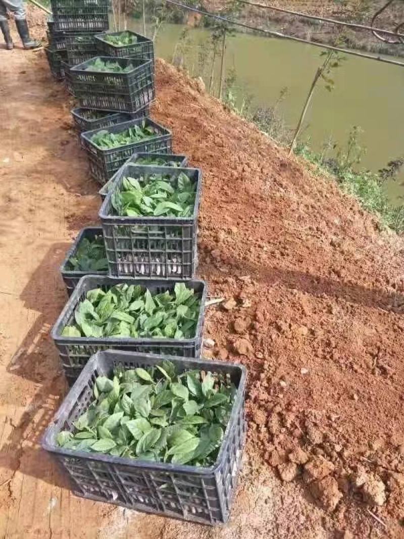 【五指毛桃种苗】煲汤良品营养药材大型育苗基地带土出售