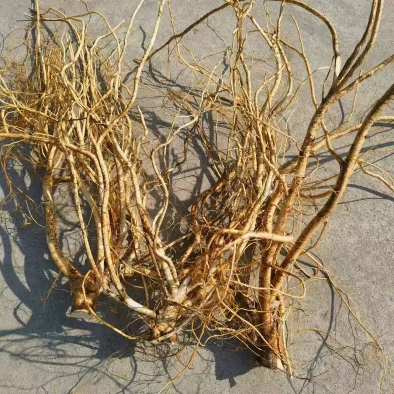 【五指毛桃种苗】煲汤良品营养药材大型育苗基地带土出售