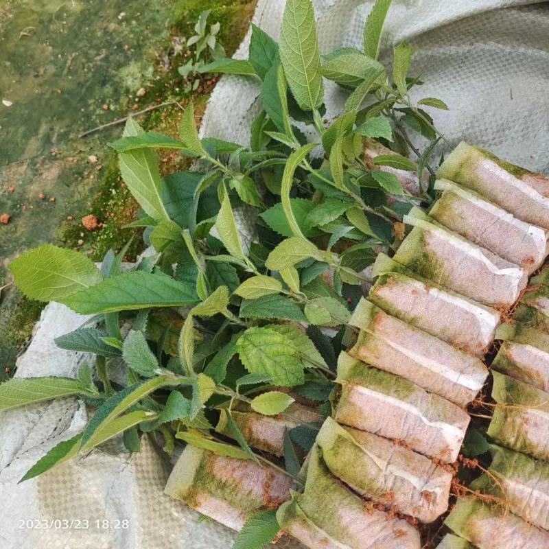 【五指毛桃种苗】煲汤良品营养药材大型育苗基地带土出售