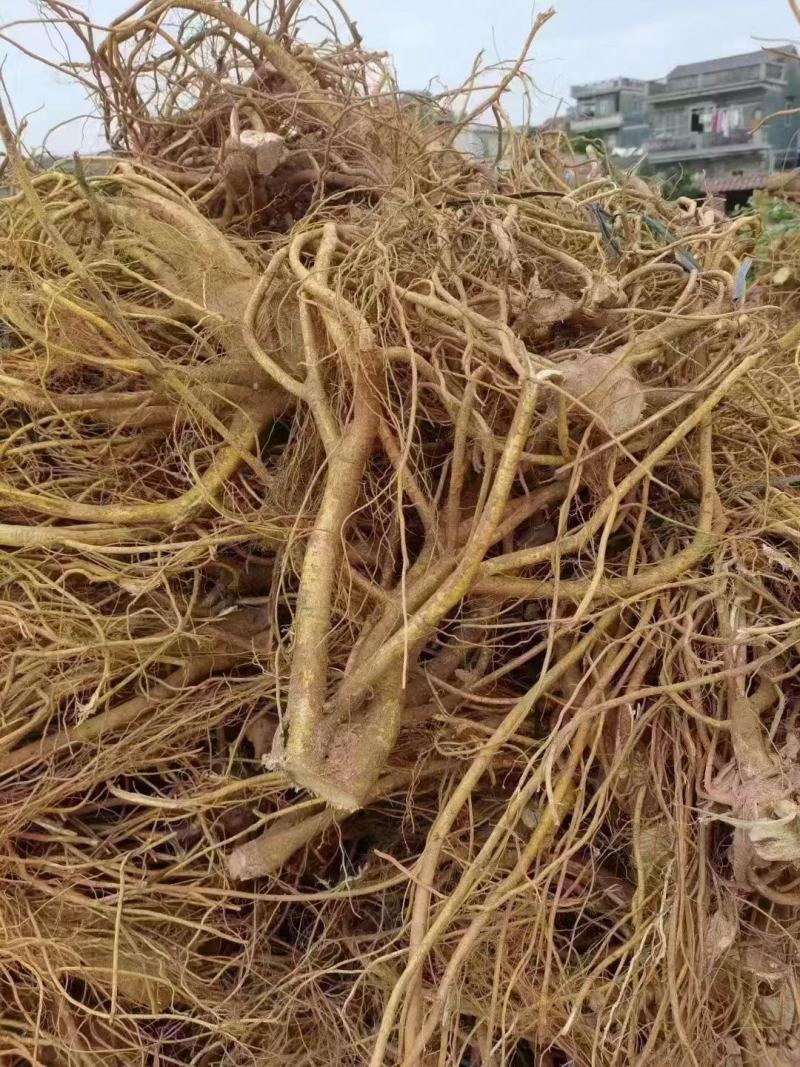 【五指毛桃种苗】煲汤良品营养药材大型育苗基地带土出售
