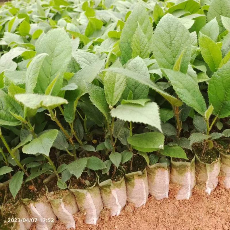【五指毛桃种苗】煲汤良品营养药材大型育苗基地带土出售