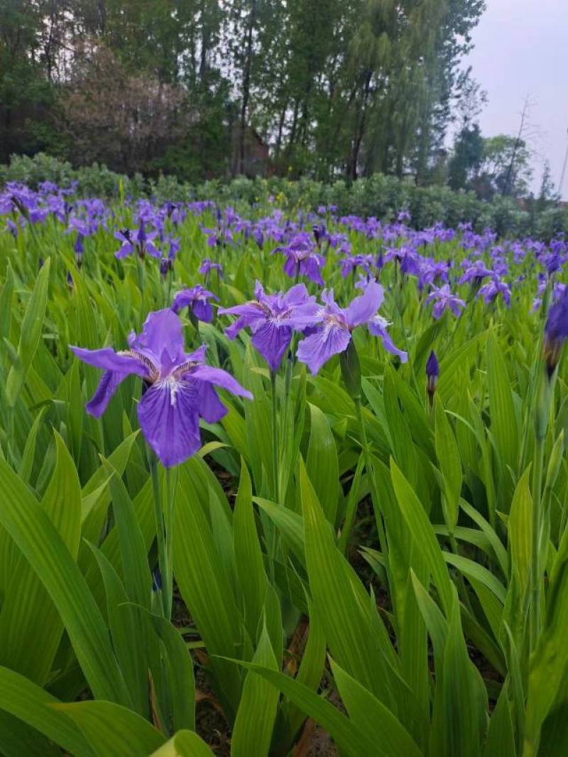 兰花德国鸢尾、自产自销、大量上市可用于城市、公园道路绿化