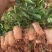 【牛大力种苗】种植基地多年生根系发达细叶大力苗带苗