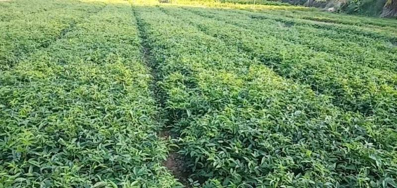 【牛大力种苗】种植基地多年生根系发达细叶大力苗带苗