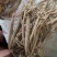 【牛大力种苗】种植基地多年生根系发达细叶大力苗带苗