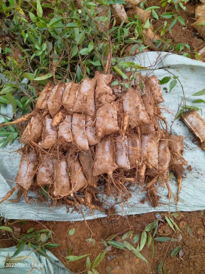 【牛大力种苗】种植基地多年生根系发达细叶大力苗带苗