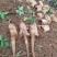 【牛大力种苗】种植基地多年生根系发达细叶大力苗带苗