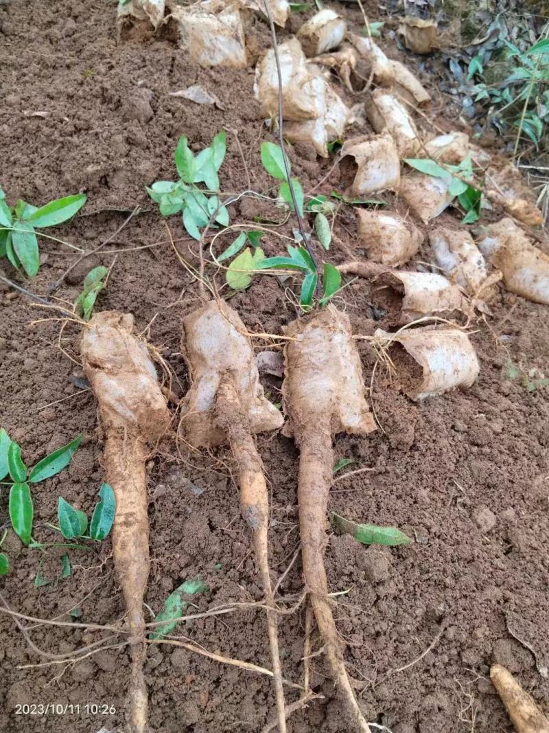 【牛大力种苗】种植基地多年生根系发达细叶大力苗带苗