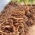 【牛大力种苗】种植基地多年生根系发达细叶大力苗带苗