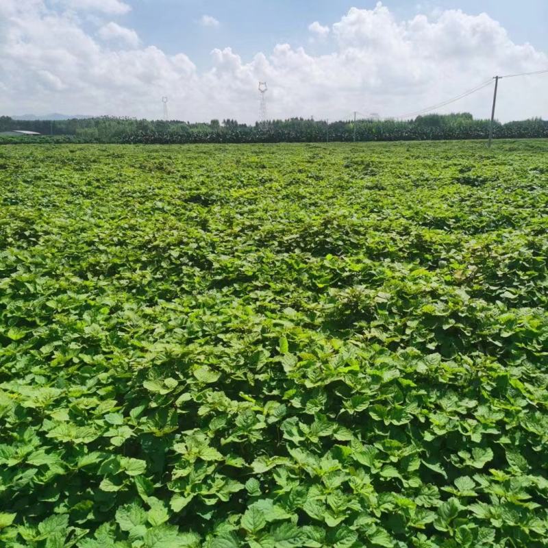 【广藿香种苗】组培苗种植基地长期供应提供技术指导