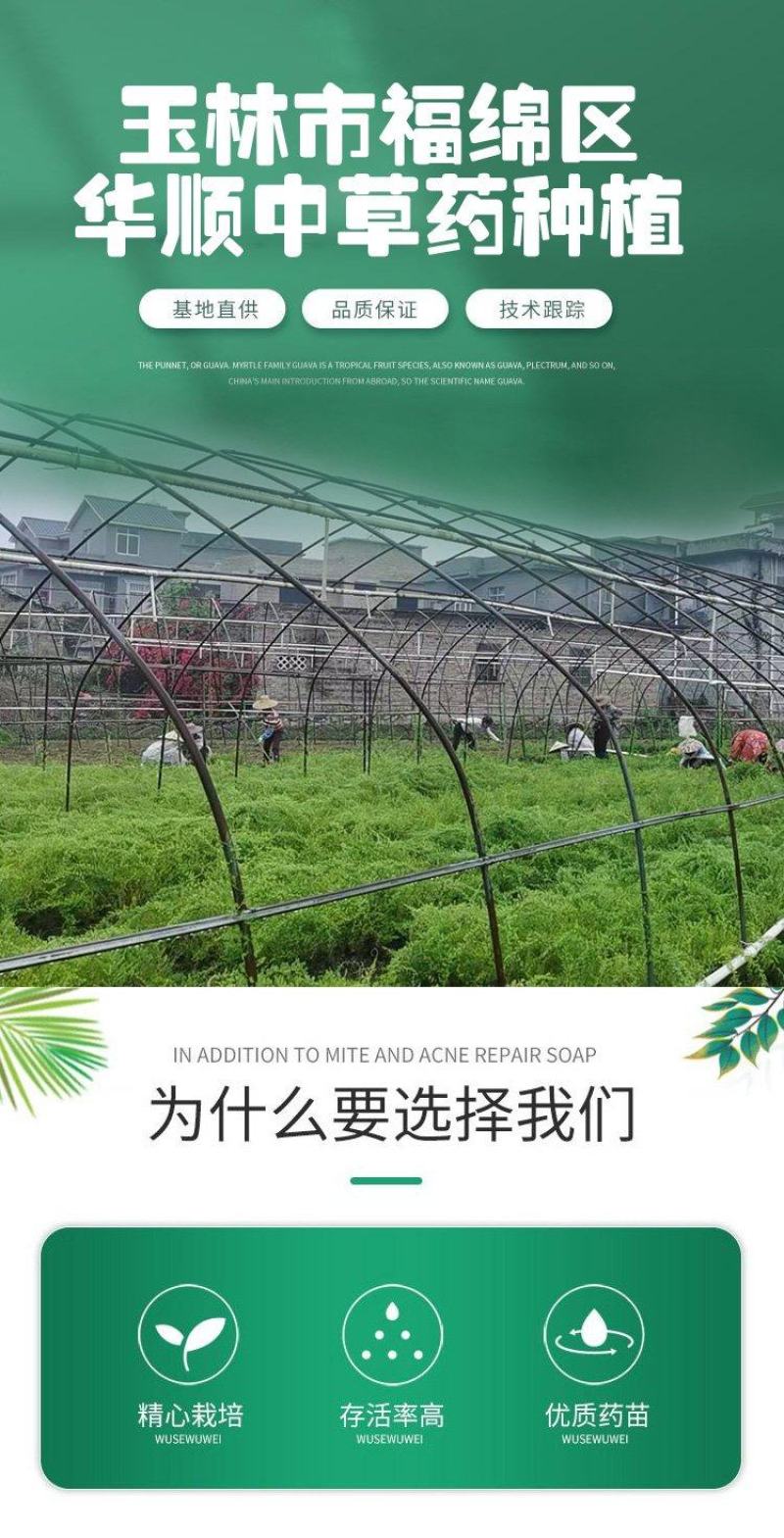 【广藿香种苗】组培苗种植基地长期供应提供技术指导