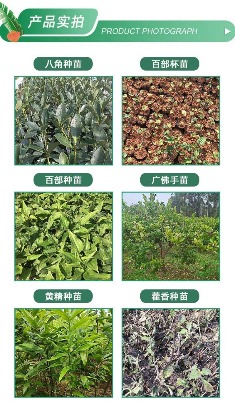 【广藿香种苗】组培苗种植基地长期供应提供技术指导